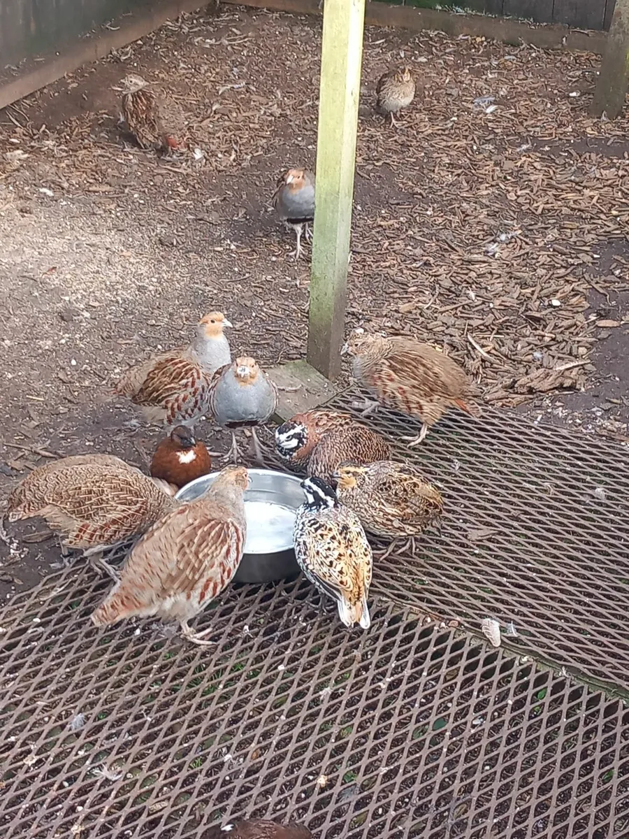 Quail partridge pheasant duck - Image 2