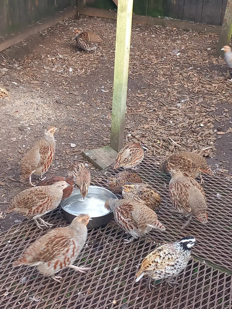 Quail partridge pheasant duck - Image 3