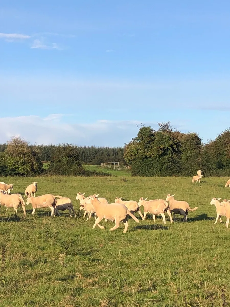 Store lambs - Image 1