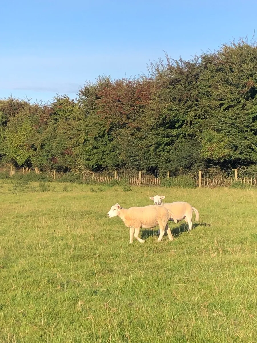 Store lambs - Image 2