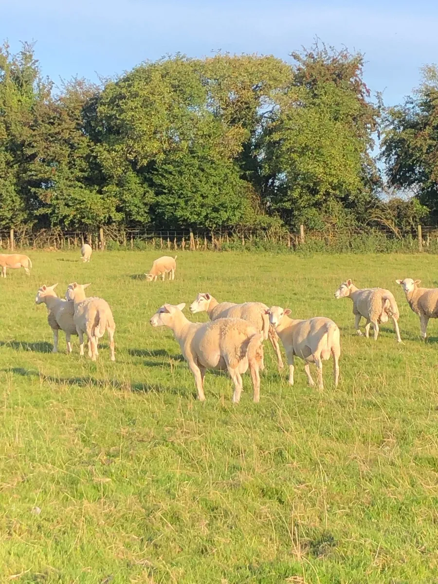 Store lambs - Image 3