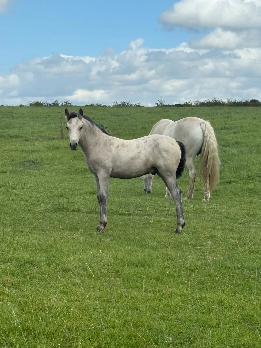 Horses and ponys - Image 1