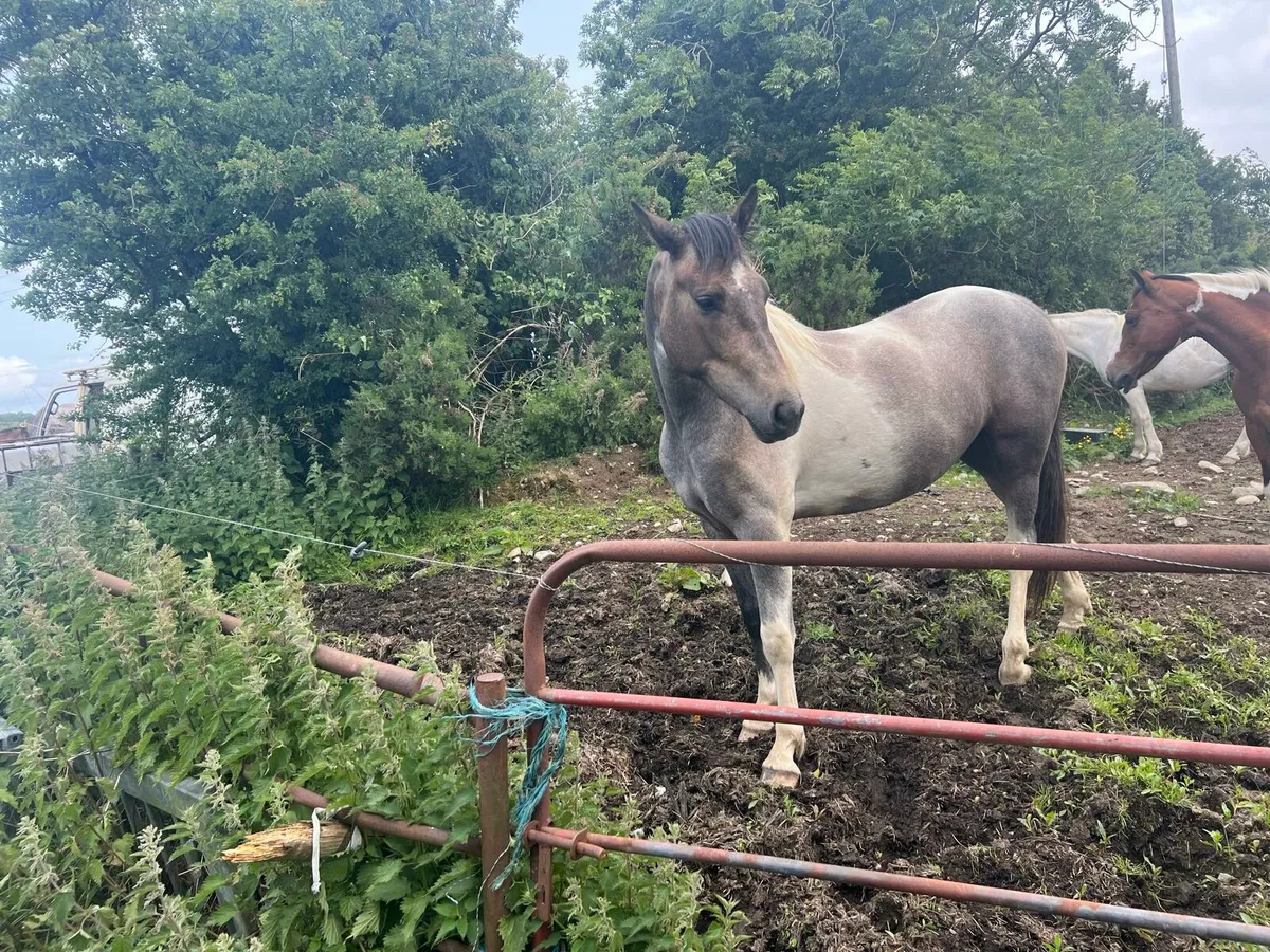 Horses and ponys - Image 2