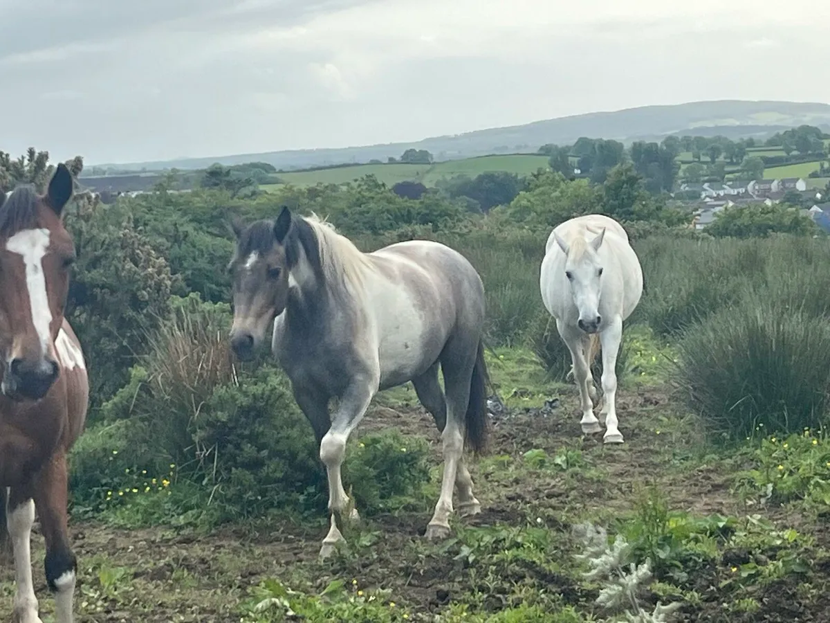 Horses and ponys - Image 3