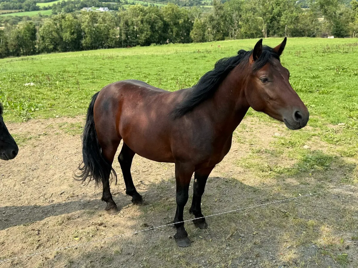 Horses and ponys - Image 4