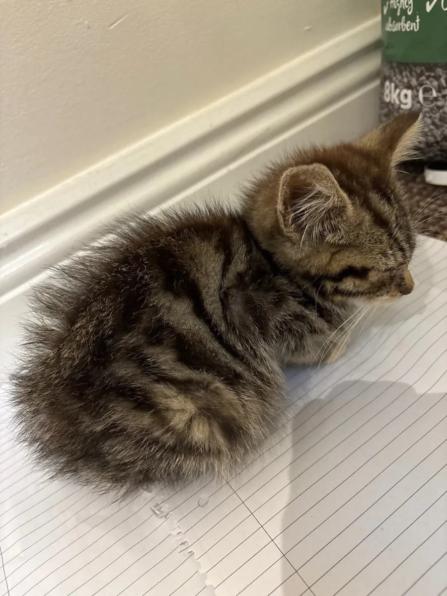 Kitten - Image 3