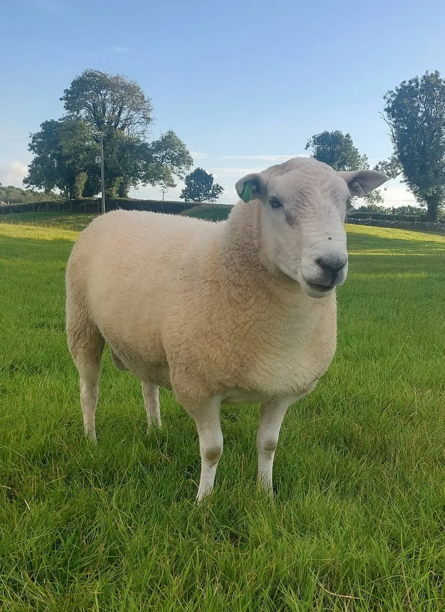 Pedigree Lleyn Rams - Image 1