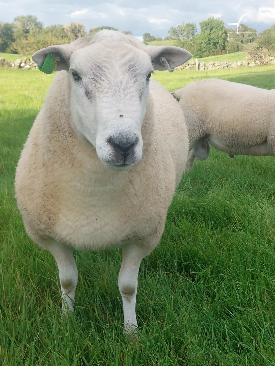 Pedigree Lleyn Rams - Image 2