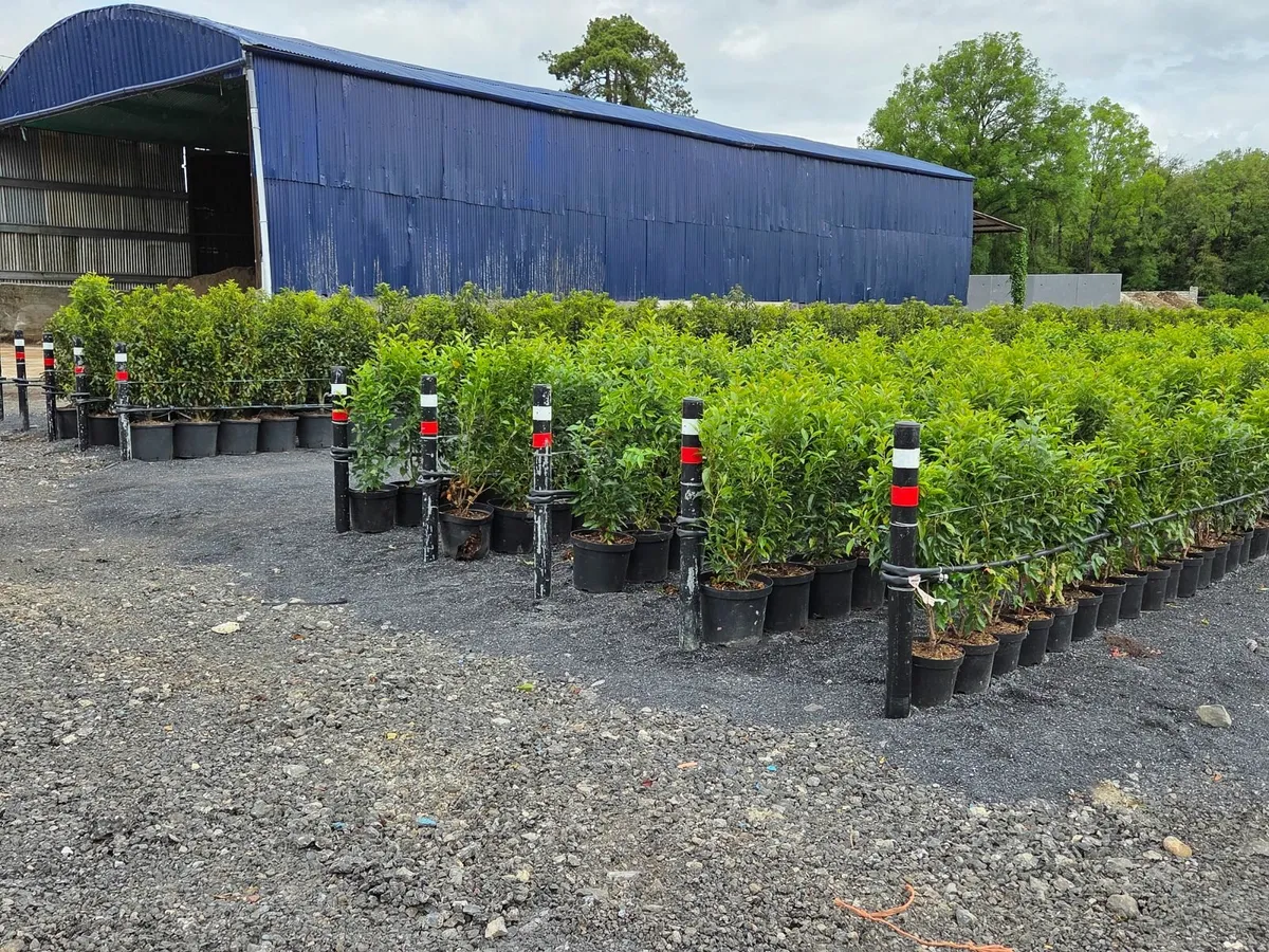 Portuguese Laurel Hedging 3ltr pots 40-60cm - Image 3