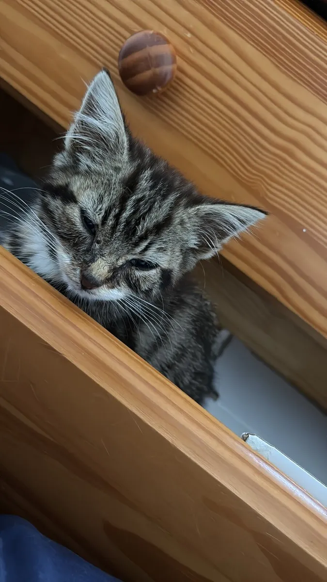 Kitten - Image 1