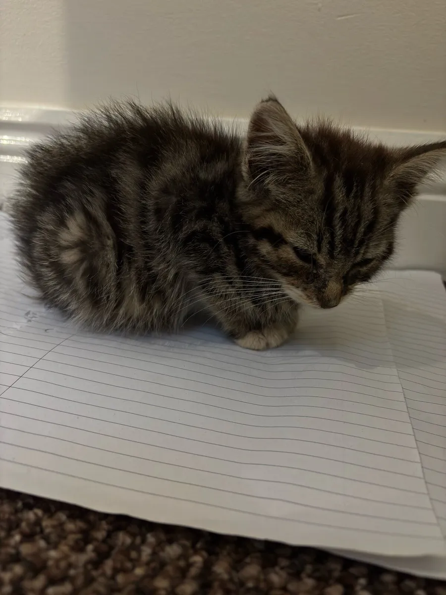 Kitten - Image 2