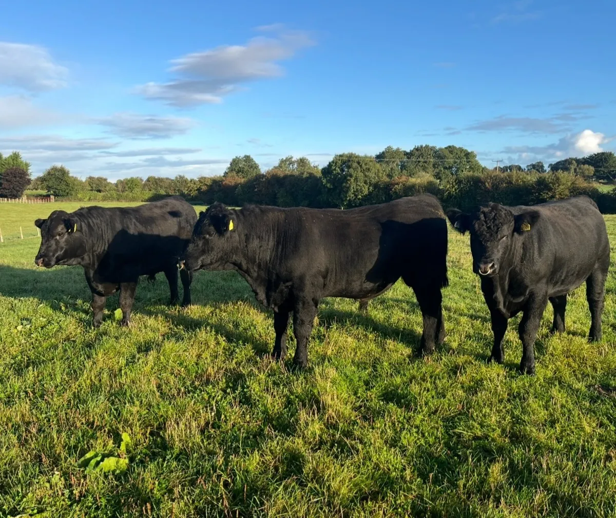 Angus Bulls - Image 1