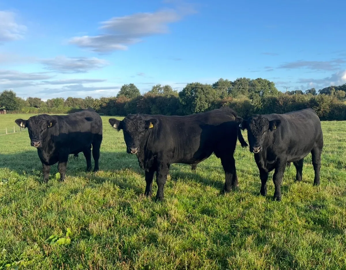 Angus Bulls - Image 2