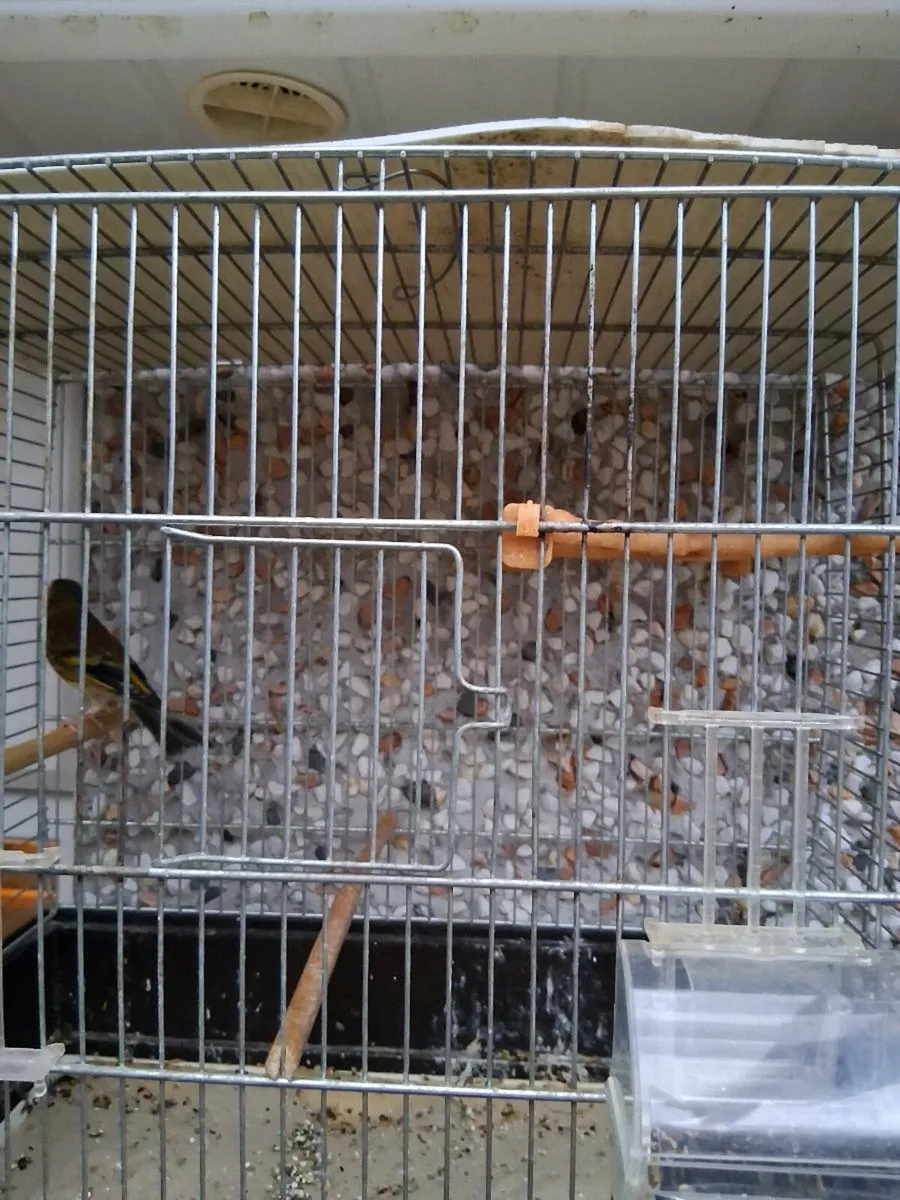Finch mules - Image 2