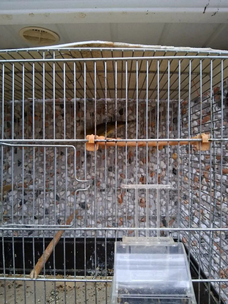 Finch mules - Image 3