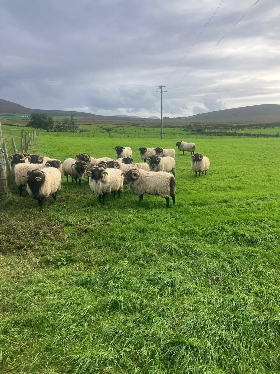 Hogget rams - Image 1