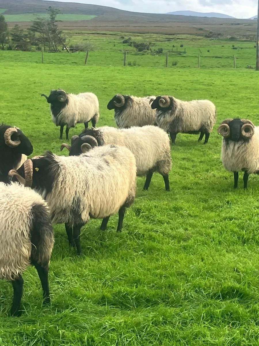 Hogget rams - Image 2