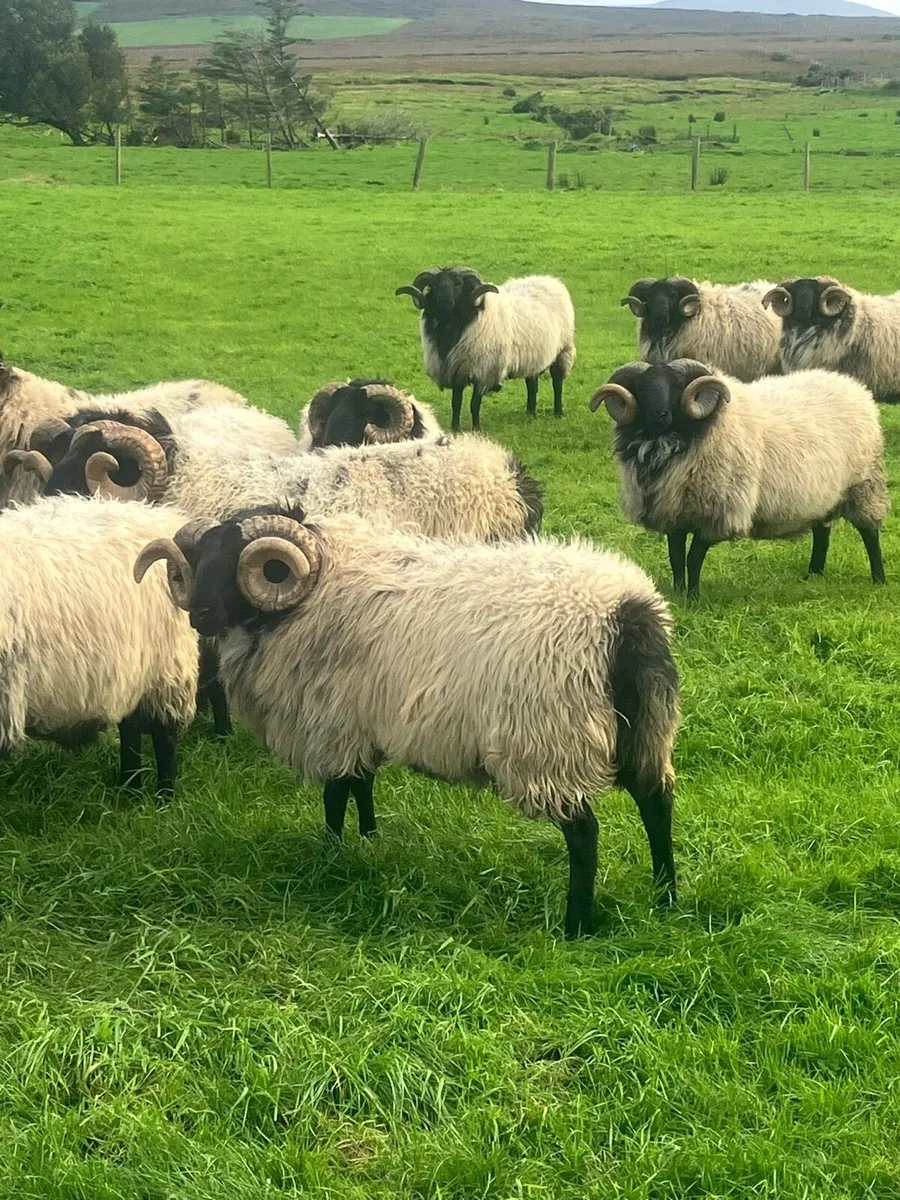 Hogget rams - Image 3