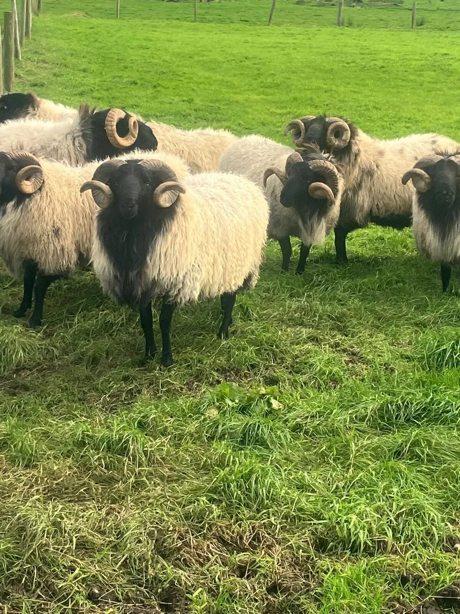 Hogget rams - Image 4