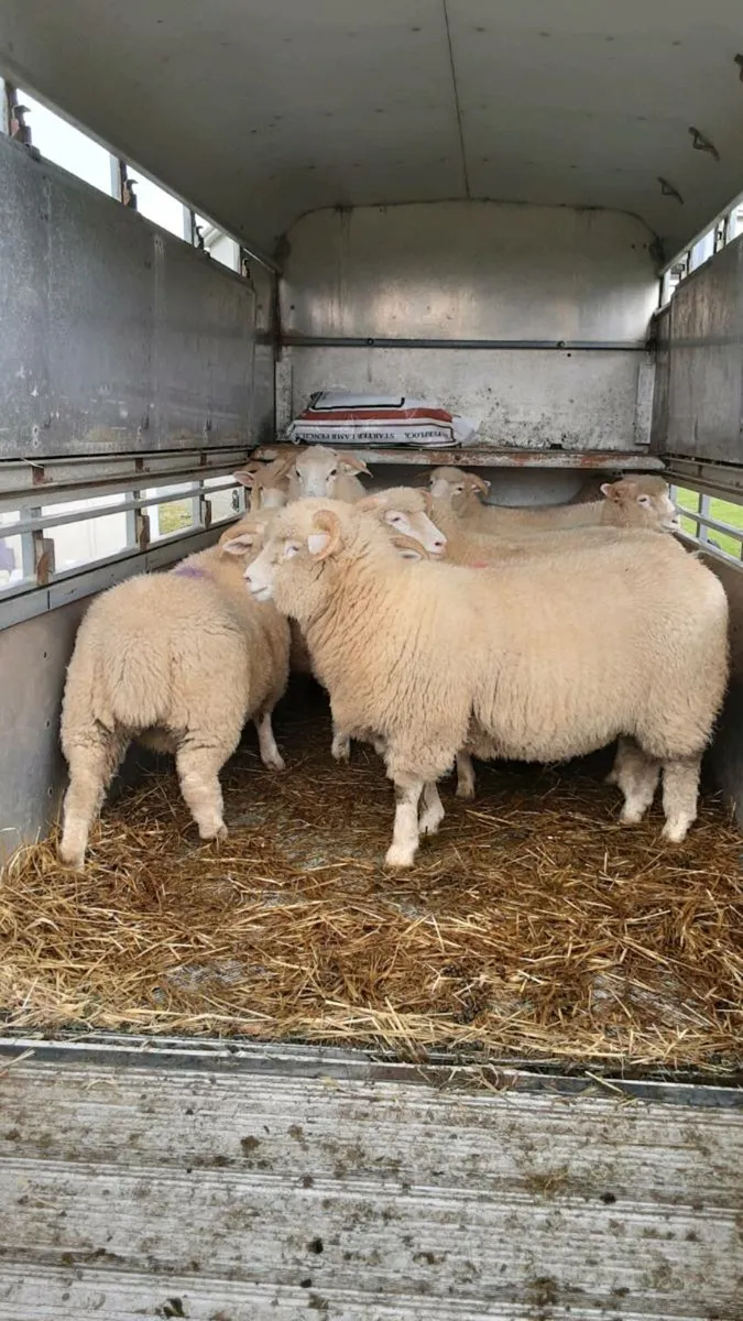 Dorset Horn Ewe Lambs and Ram Lambs - Image 1