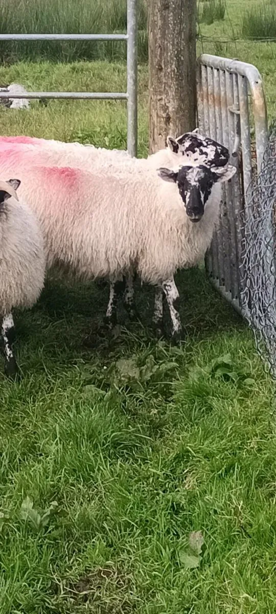 Ewe lambs - Image 2