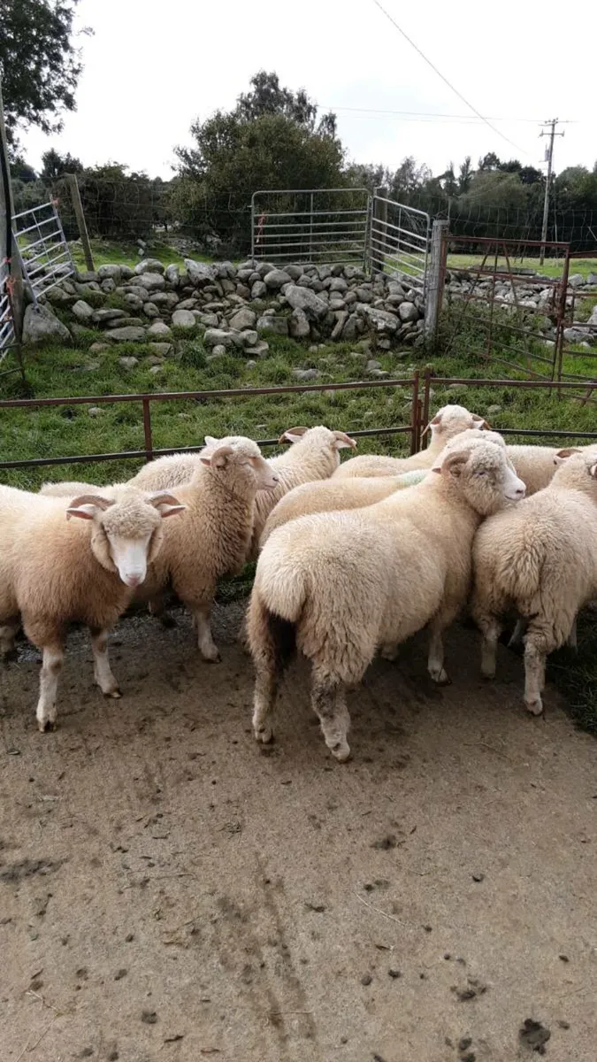 Dorset Horn Ewe Lambs and Ram Lambs - Image 2