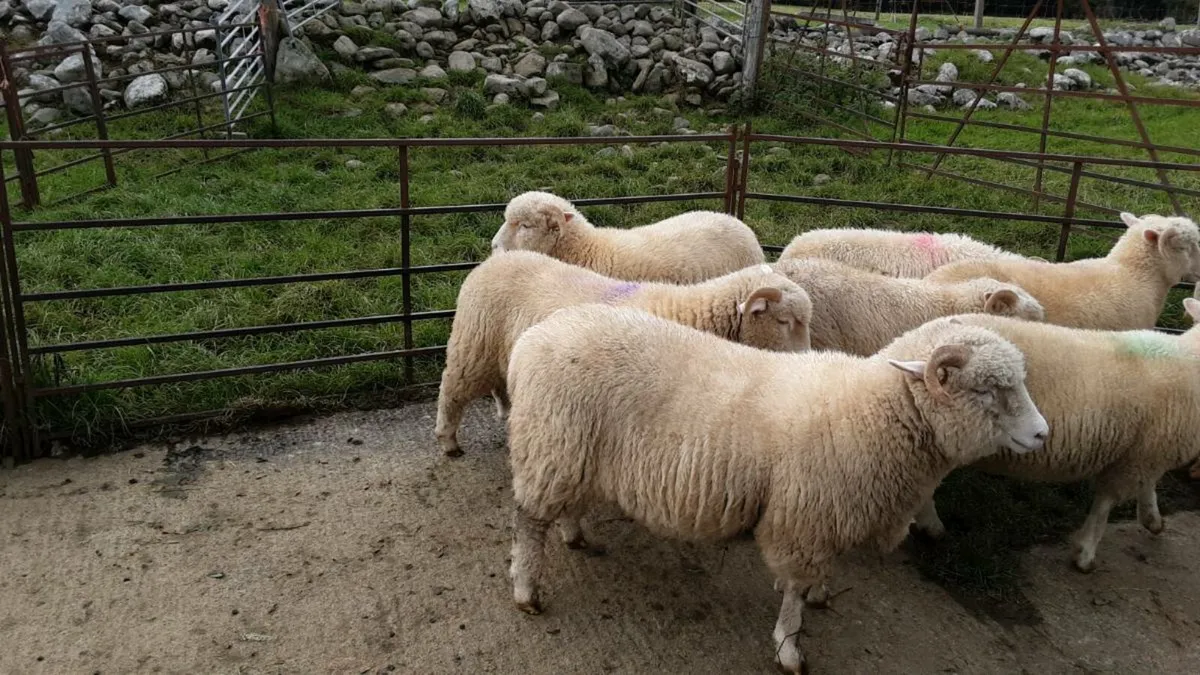 Dorset Horn Ewe Lambs and Ram Lambs - Image 3