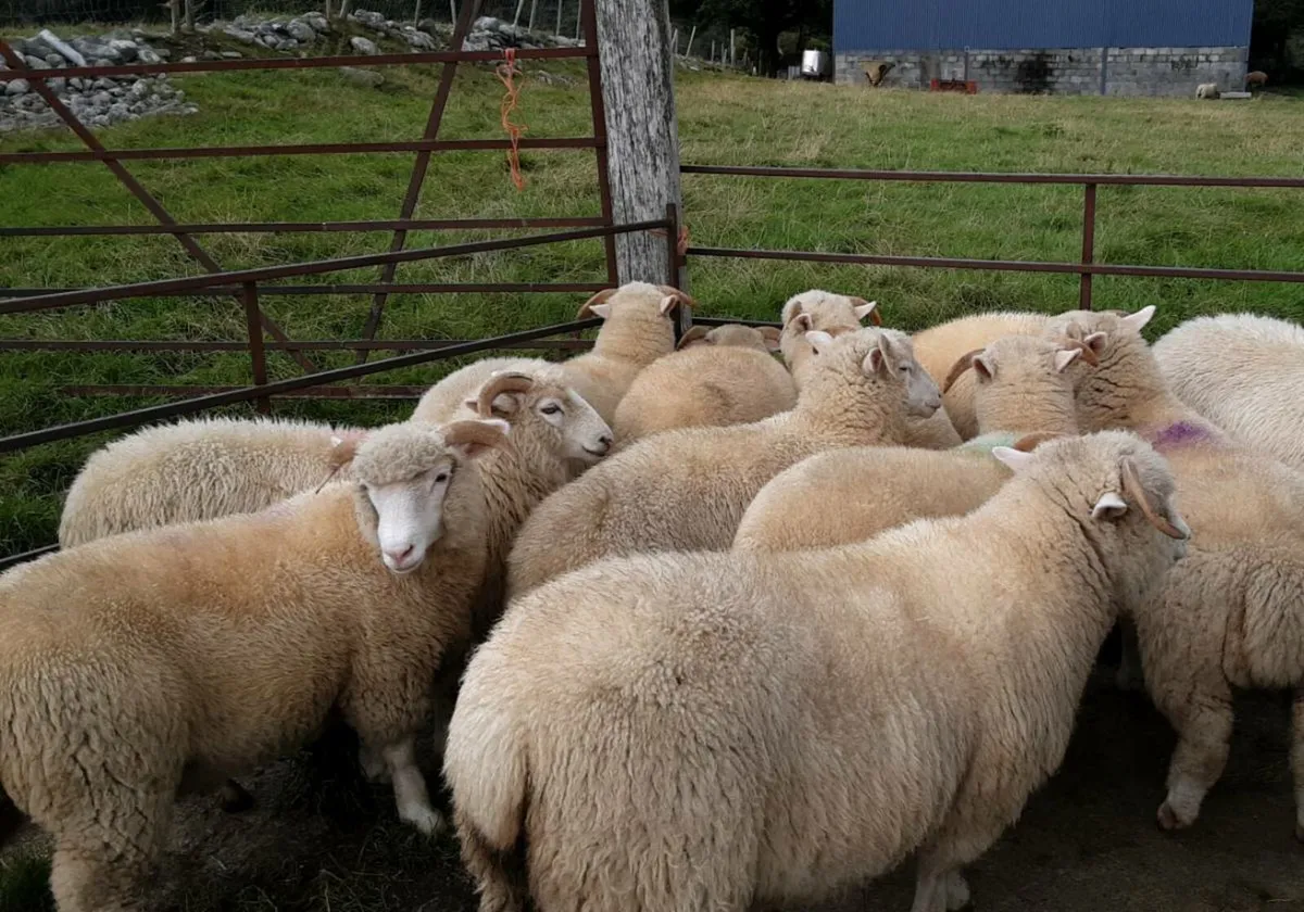 Dorset Horn Ewe Lambs and Ram Lambs - Image 4