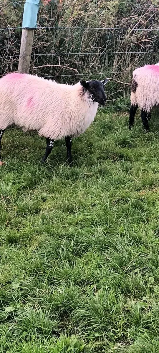 Ewe lambs - Image 3