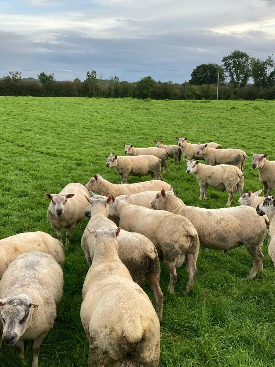 Charollais & Charollais X Beltex Hogget Rams - Image 1