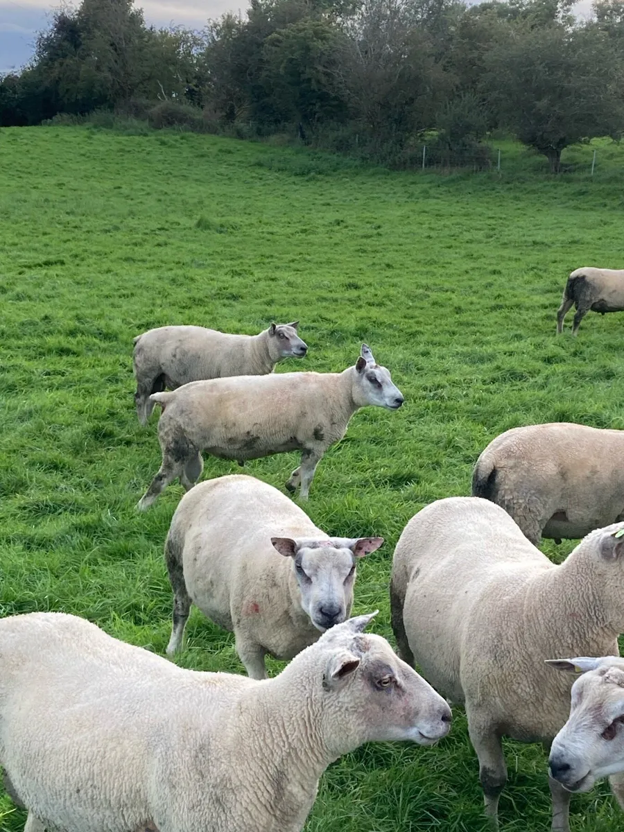 Charollais & Charollais X Beltex Hogget Rams - Image 2