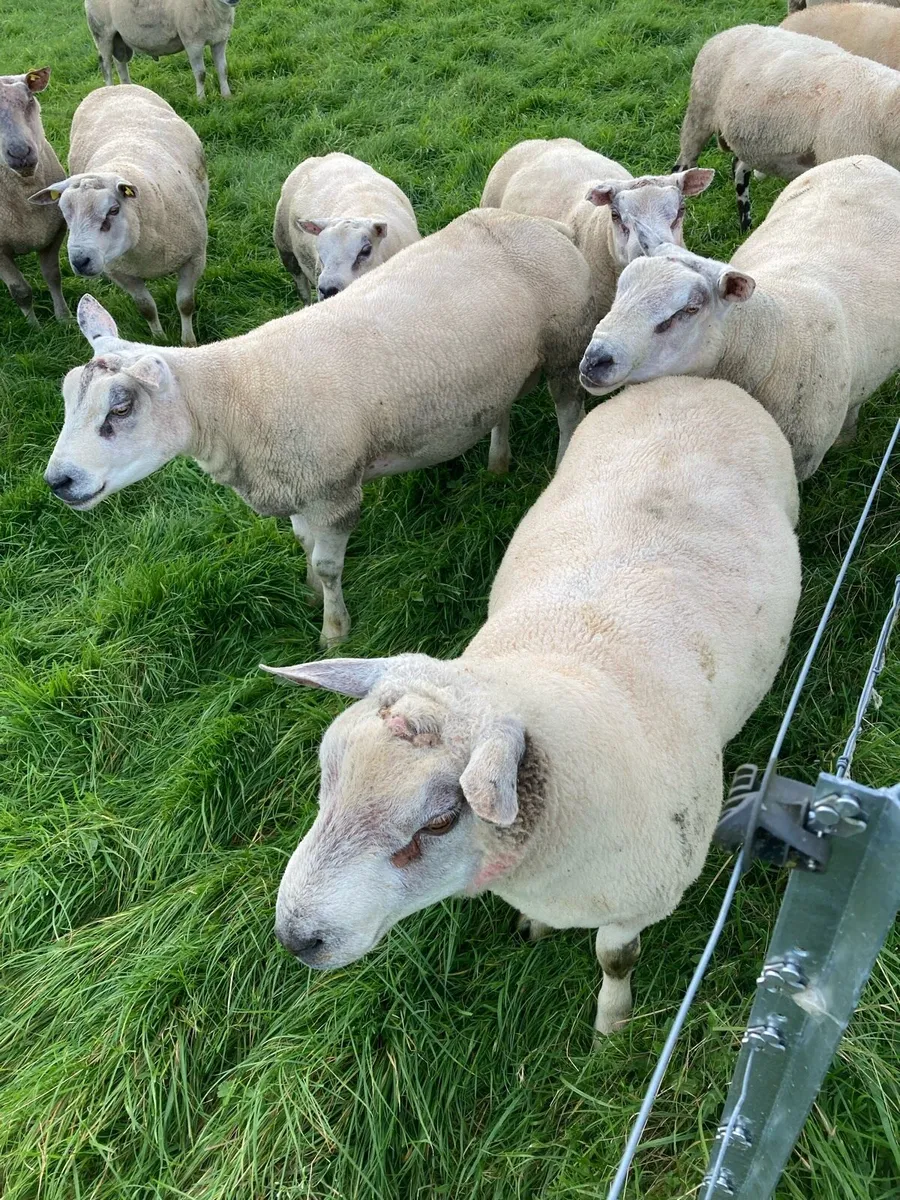 Charollais & Charollais X Beltex Hogget Rams - Image 3