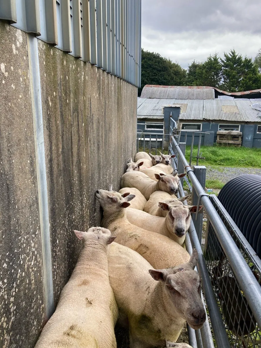 Charollais & Charollais X Beltex Hogget Rams - Image 1