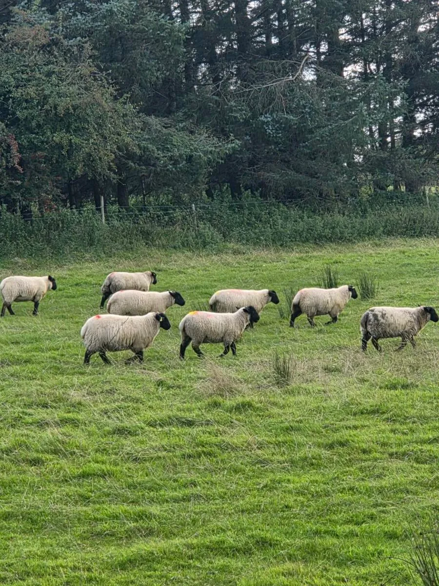 Ewe lambs - Image 1