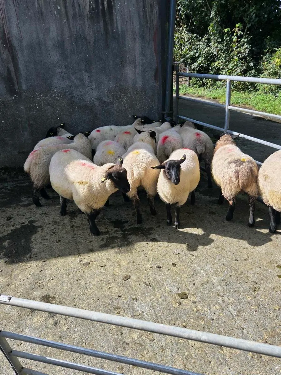 Ewe lambs - Image 2