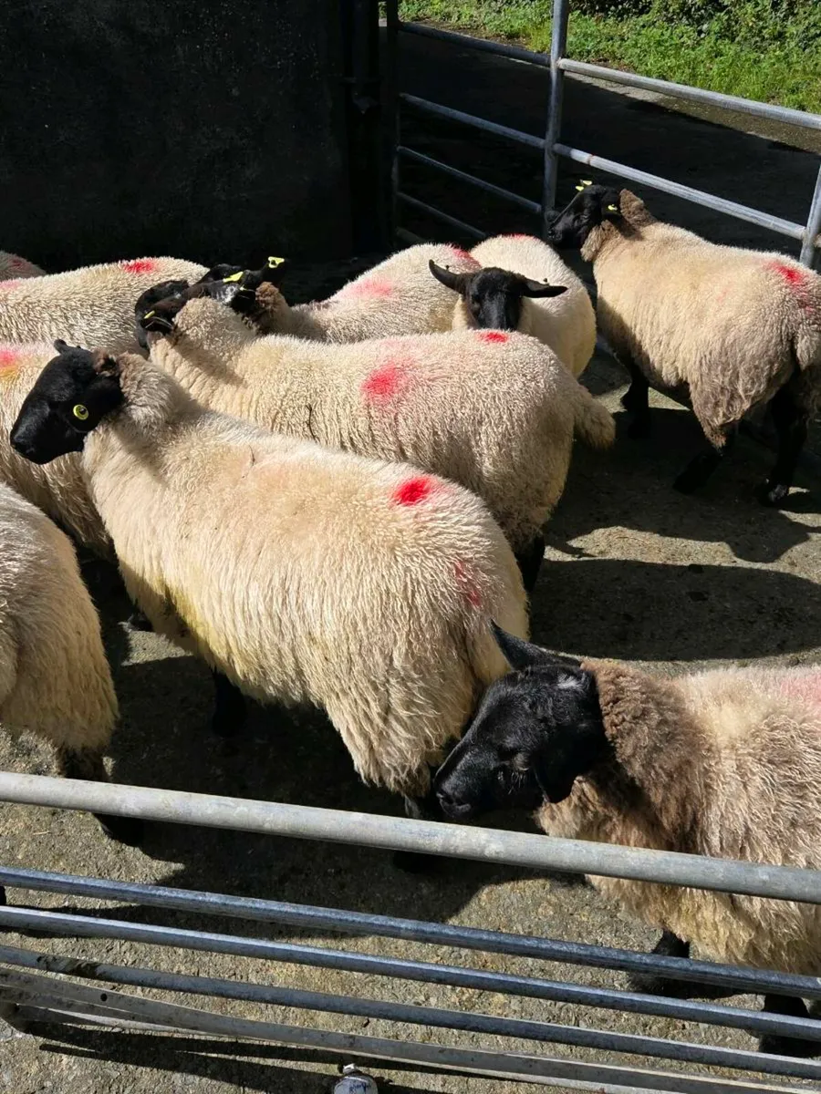Ewe lambs - Image 3