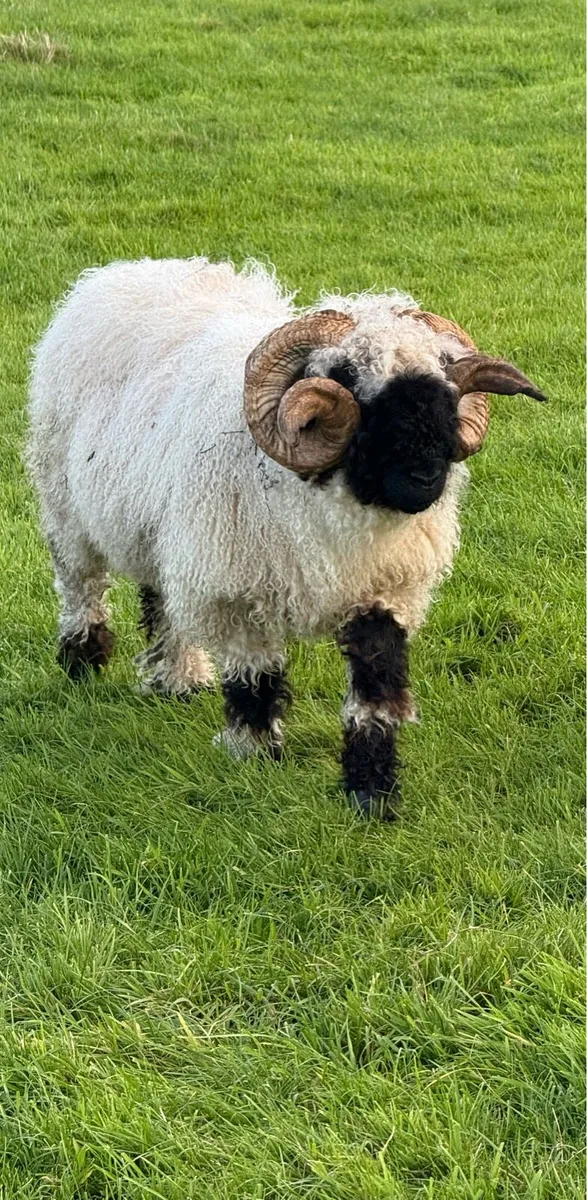 PBNR Valais Blacknose RAM 🐏 - Image 2