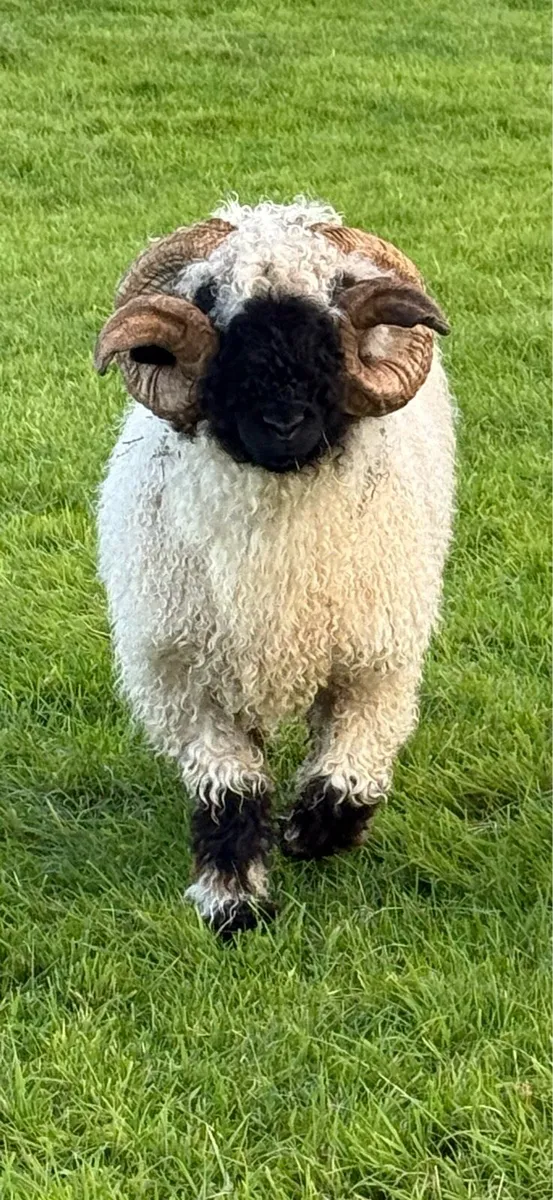 PBNR Valais Blacknose RAM 🐏 - Image 1