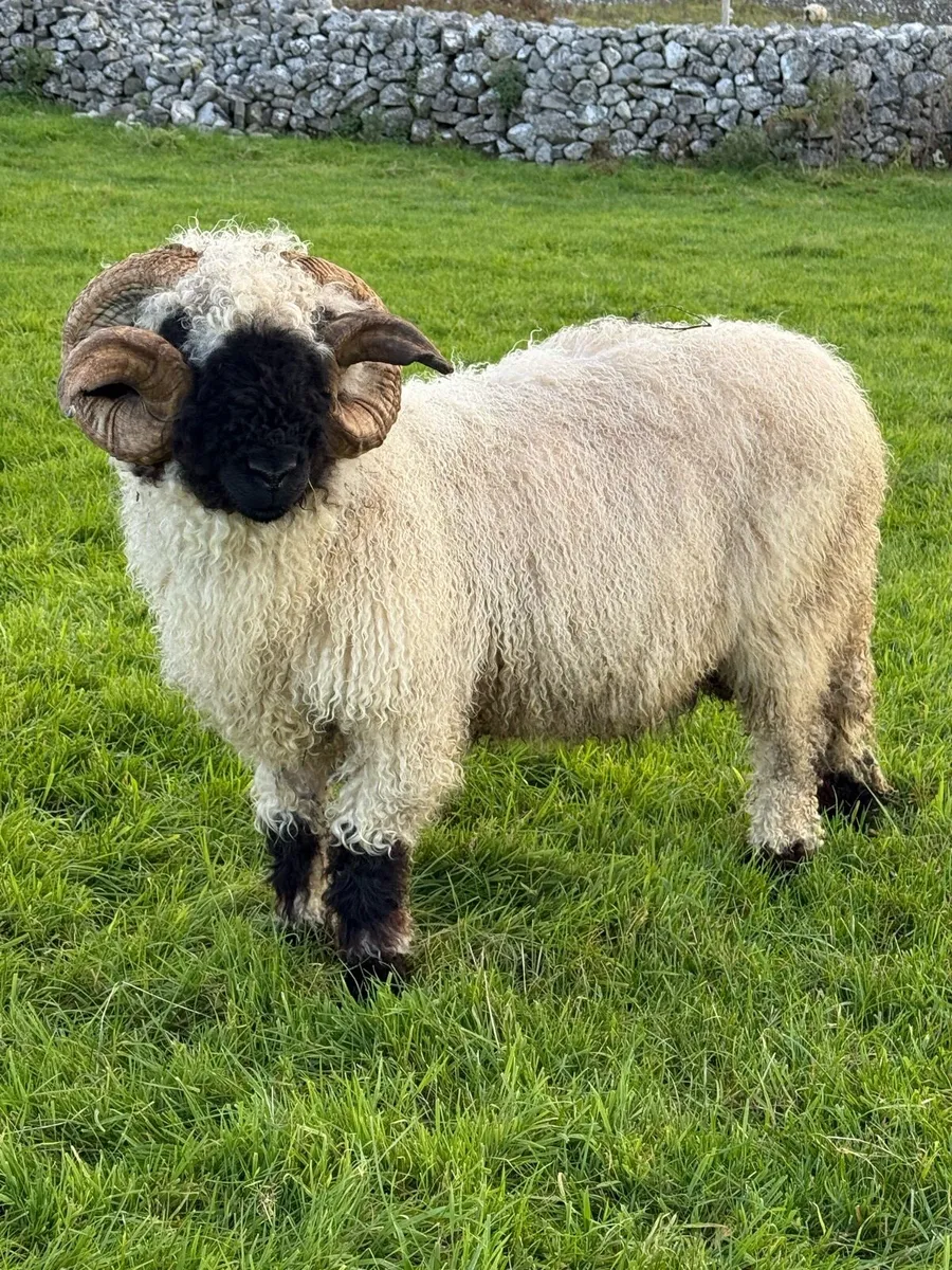 PBNR Valais Blacknose RAM 🐏 - Image 3