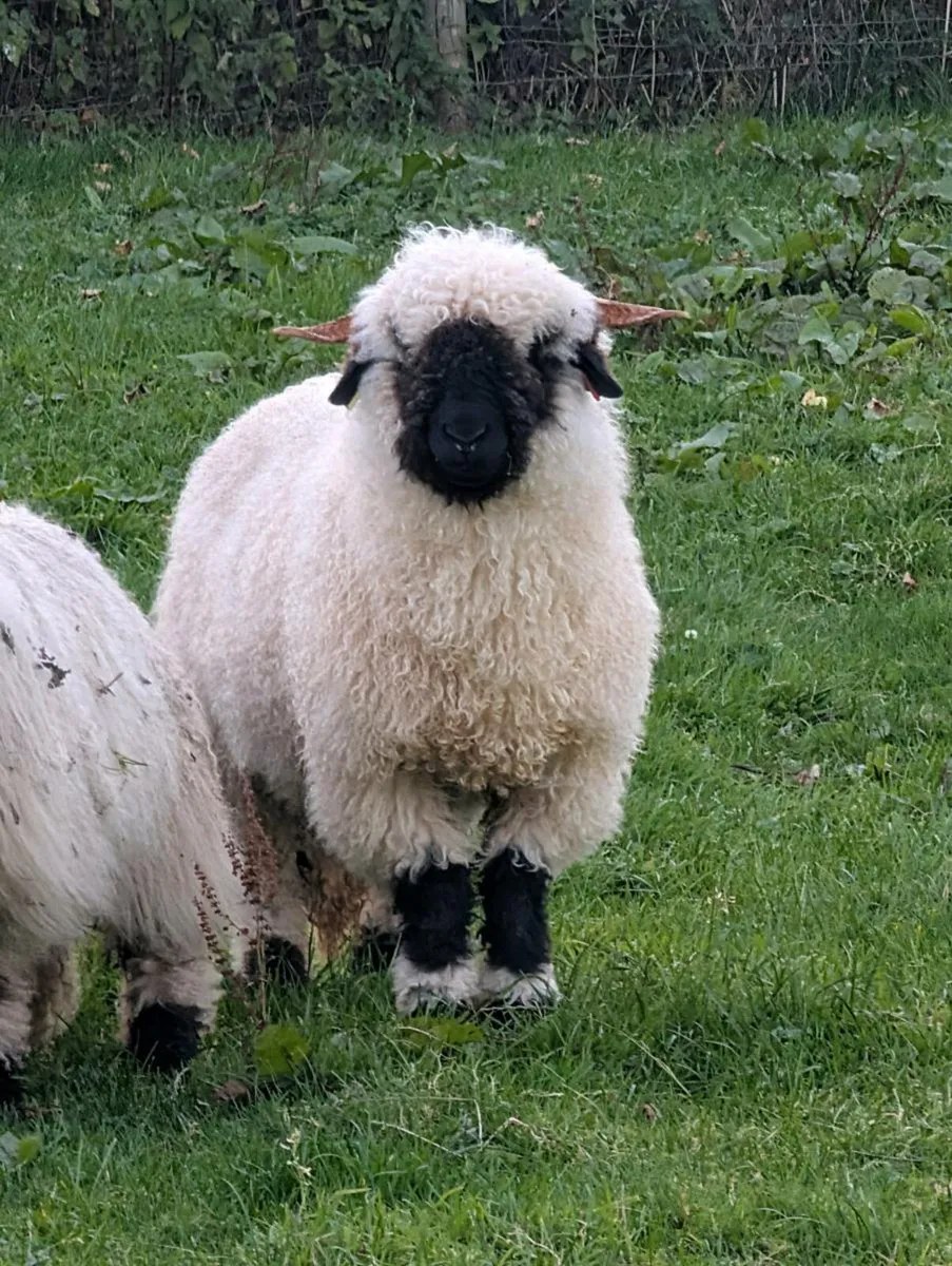 Valais Blacknose Sheep - Image 1
