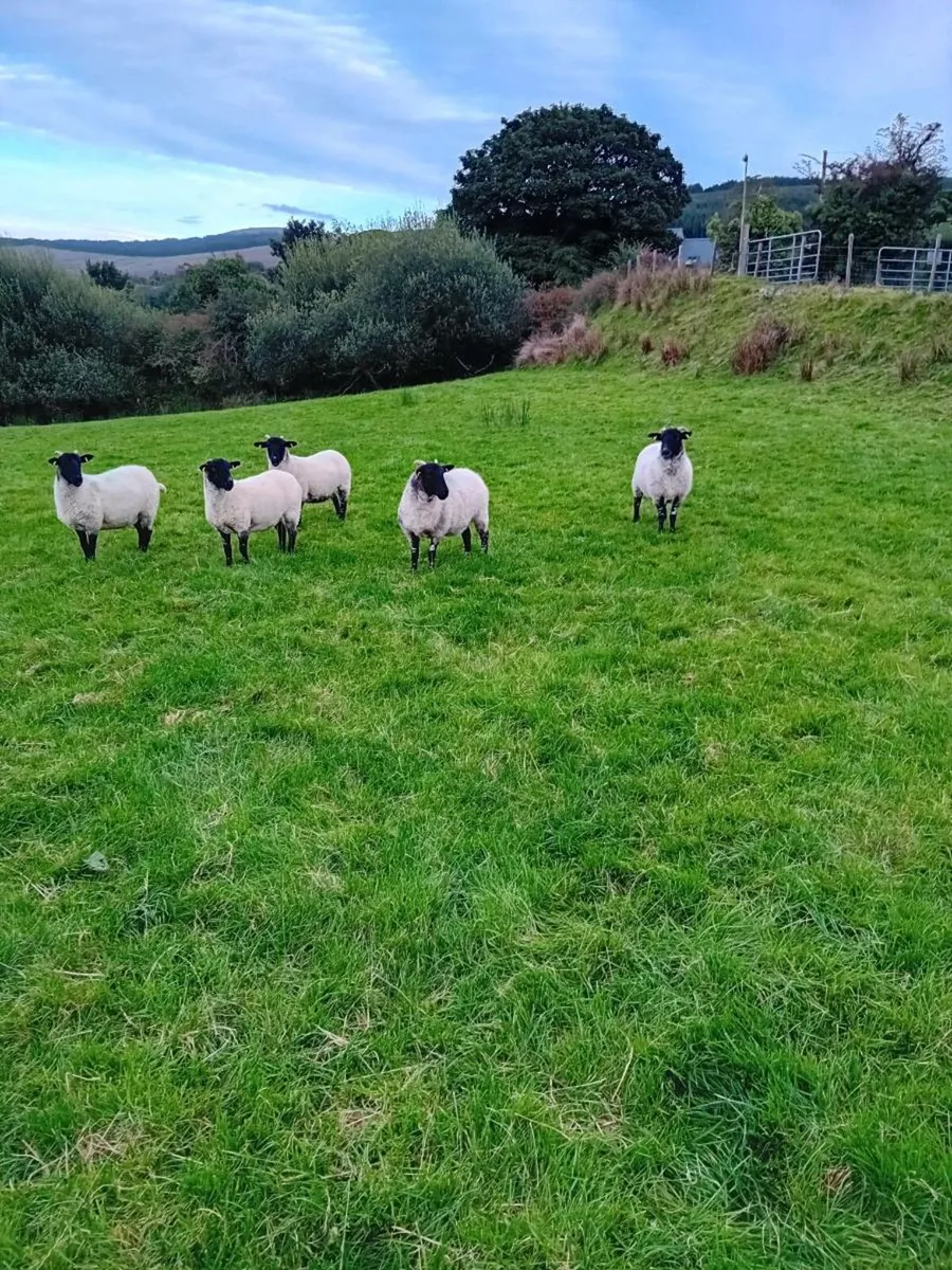 Hoggets - Image 1