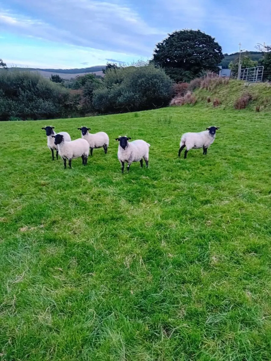 Hoggets - Image 2