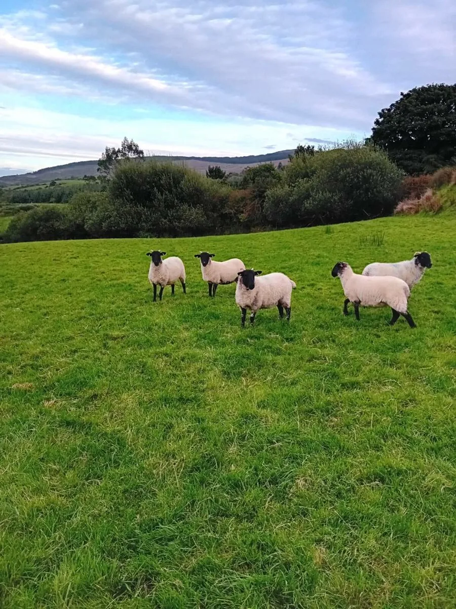 Hoggets - Image 3