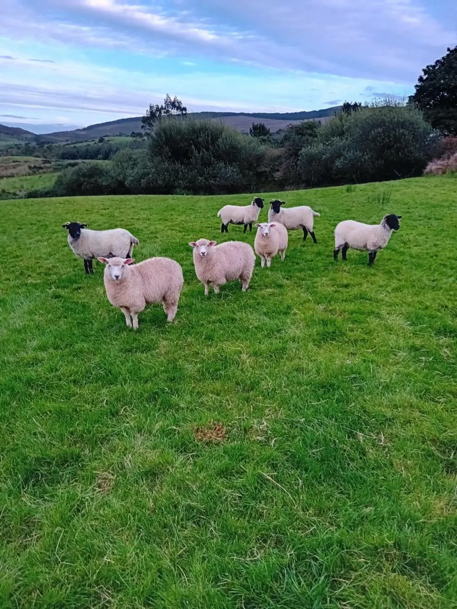 Hoggets - Image 4