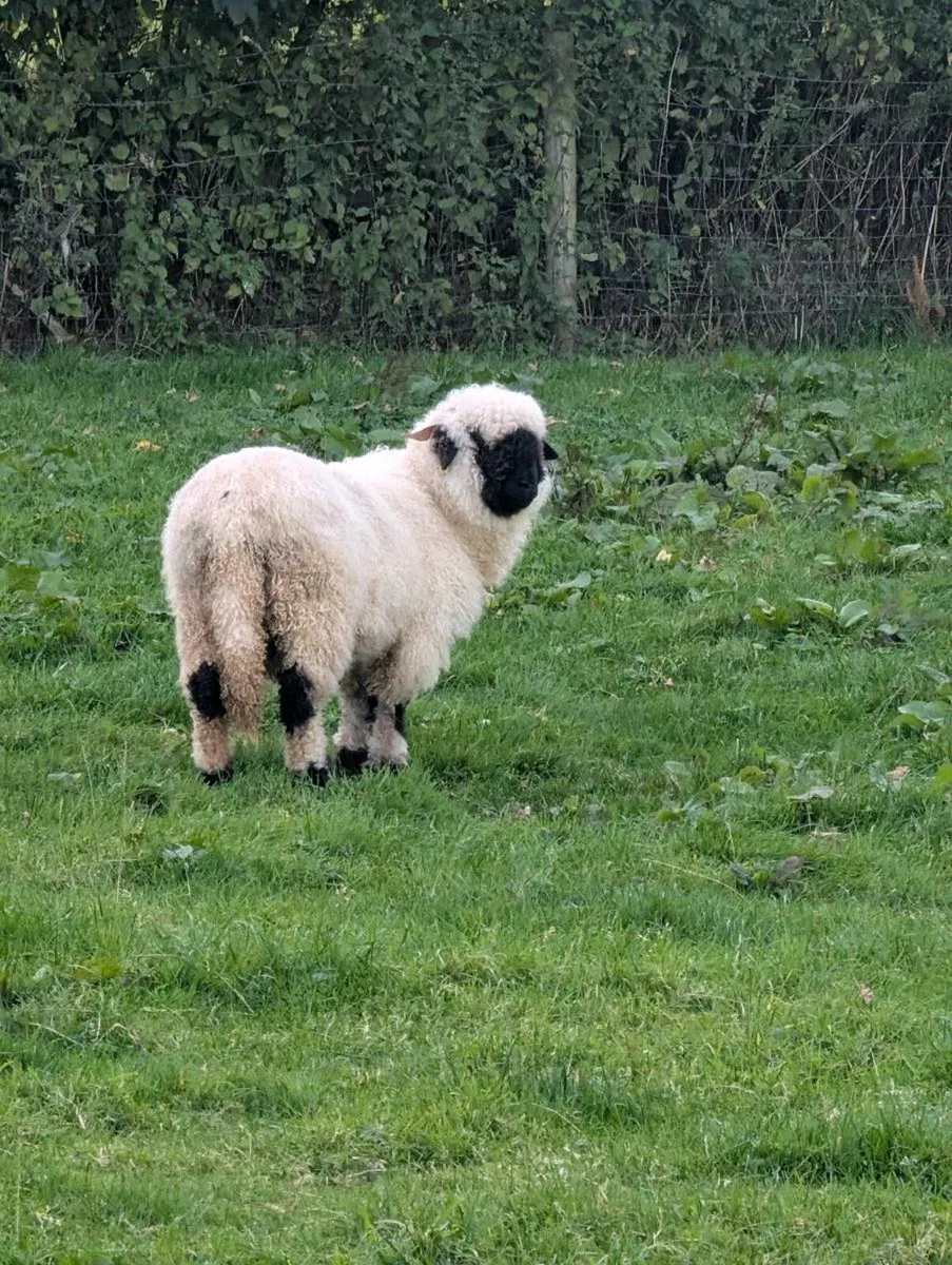 Valais Blacknose Sheep - Image 2