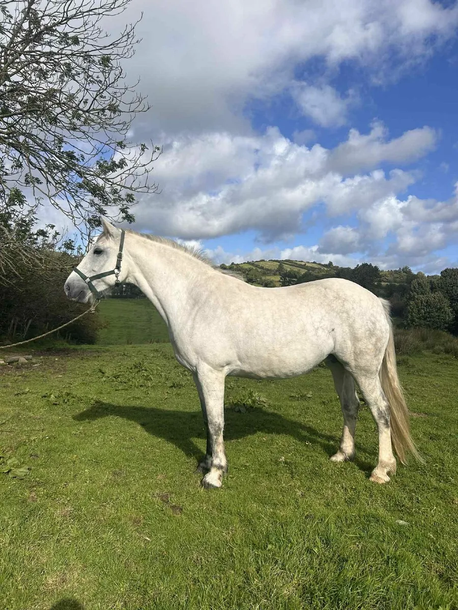 ****RID MARE**** - Image 1