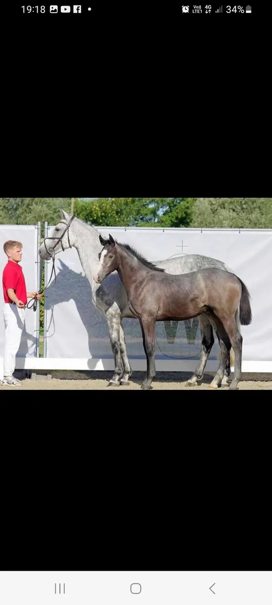 Zangersheide mare for sale - Image 1