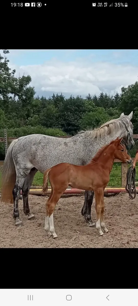 Zangersheide mare for sale - Image 2