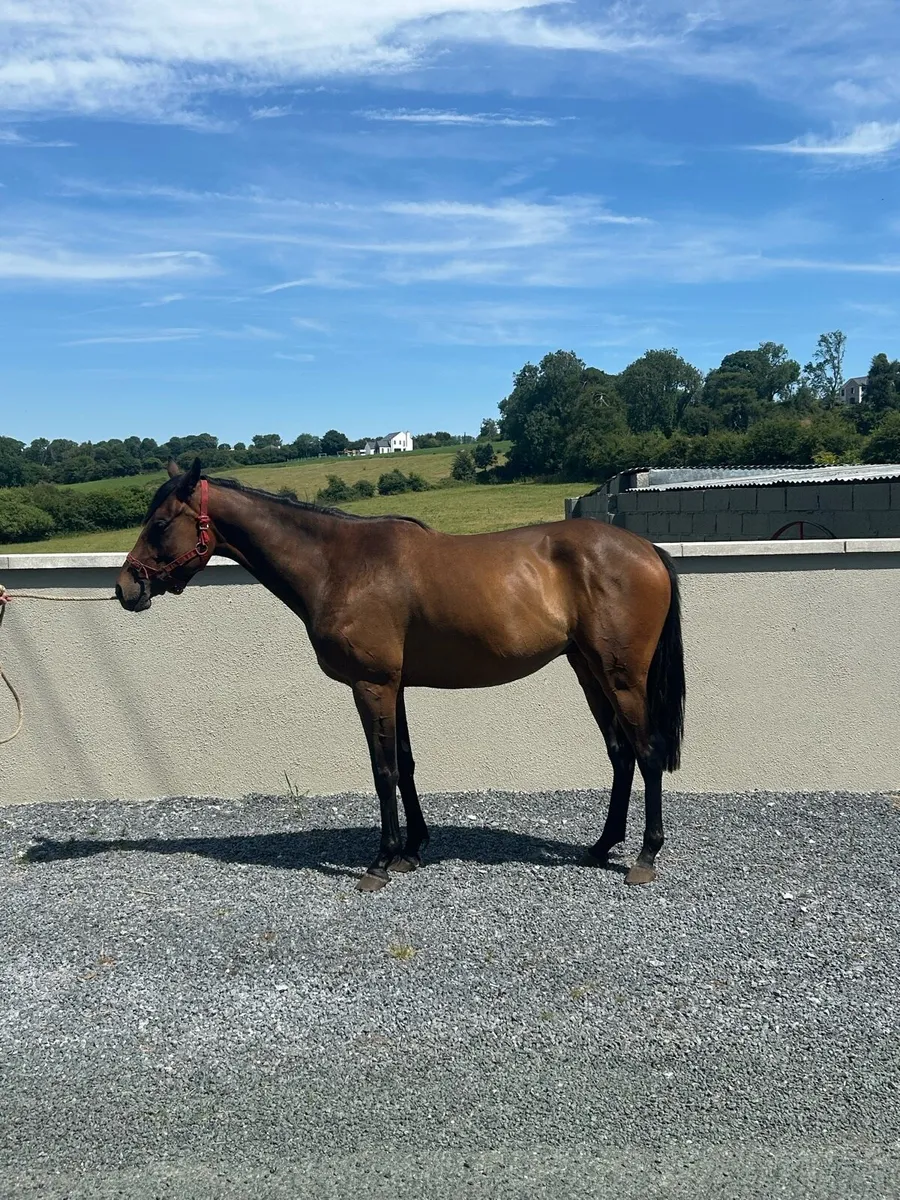 UNBROKEN 4 YEAR OLD SPORTS  HORSE GELDING - Image 3
