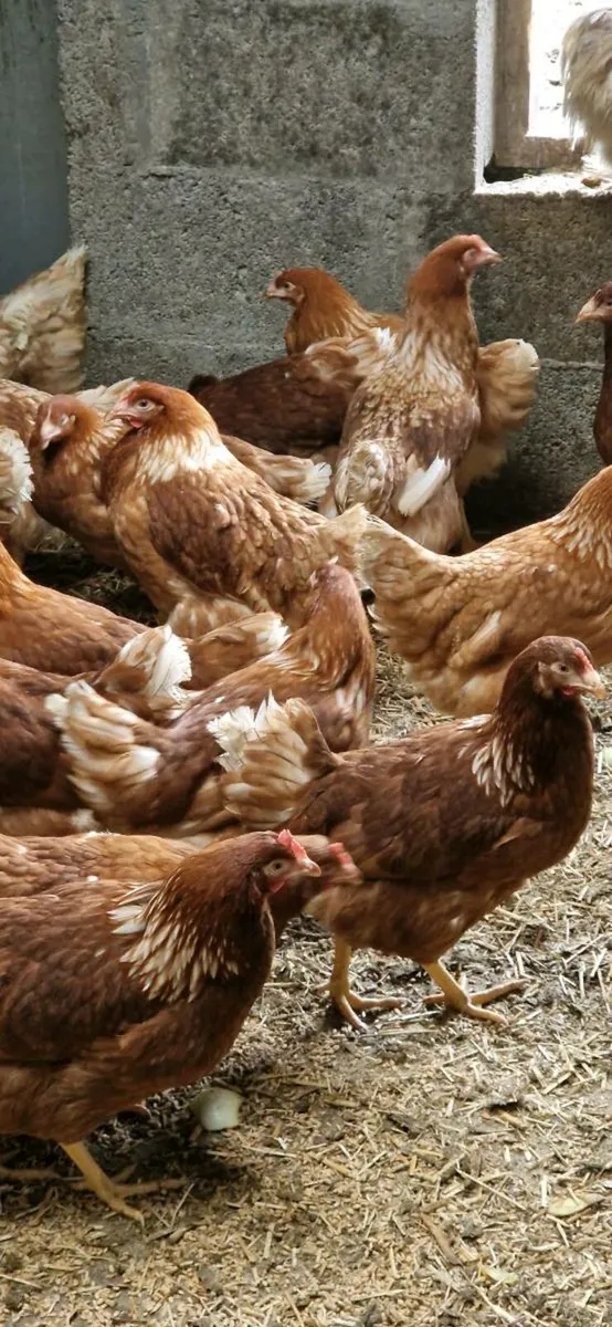 Hatching eggs, Chicks,  Hens/pullets in kildare - Image 1